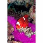 IJ04-M0565: Spinecheek Anemonefish
Irian Jaya