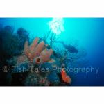 BLZ97-0001:  Diver at Reef's Edge
Belize