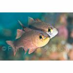 PH10-C1467: Cardinalfish
Philippines