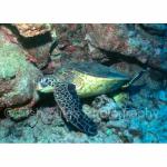 A21-06: Green Sea Turtle
Kona, Hawaii