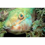 A09-14: Parrotfish
St Kitts