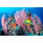 PNG99-0082: Damselfish in Pink Whip Coral
Papua New Guinea