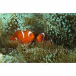 SU06-M1643: Spinecheek Anemonefish
Sulawesi Sea