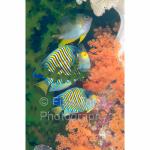 WK04-M0845: Damselfish & Regal Angelfish
SE. Sulawesi, Indonesia