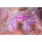 IJ04-M1569: Hairy Squat Lobster
Alor, Indonesia