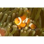 KM03-C0931: False Clown Anemonefish
