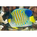 PH10-M1118: Regal Angelfish
Philippines