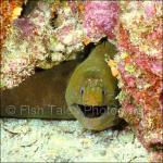 D1910:  Green Moray Eel