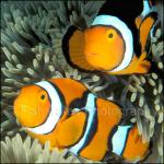 D0111: Percula Clown Anemonefish