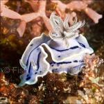 PH10-C2018: Nudibranch