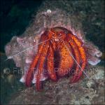 IJ04-C0935: Hermit Crab