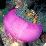 G1015: Balled Anemone