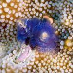 IJ04-C0044: Christmas Tree Worms