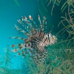 IJ04_M0889: Lionfish