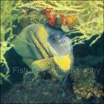 E0317: Cortez Angelfish