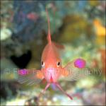 MD03-0347: Anthias