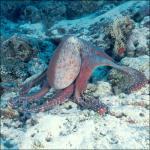 MD03-0122: Octopus