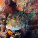 PH10-C1257: Papuan Toby