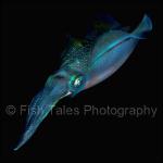 K1317: Squid