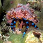 G1317: Hermit Crab