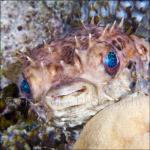 PH10-M0368: Porcupine Pufferfish