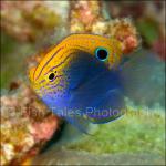 PP07-C1298: Speckled Damselfish
