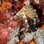 PP07-C1794: Blue-ringed Octopus