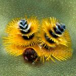 PNG01-0091: Christmas Tree Worms