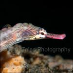 PP07-C1341: Network Pipefish