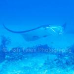 RA11-C2413: Manta Ray