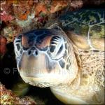 SU06-M1393: Green Sea Turtle