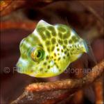 S0902: Juvenile Filefish