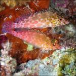 PP07-M1859: Hawkfish