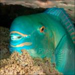PP07-M2061: Parrotfish