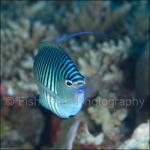 PNG05-C0627: Black-spot Angelfish