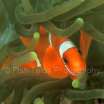 SU04-0024: Spinecheek Anemonefish