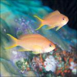 SU04-0328: Anthias