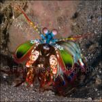 SU06-C0948: Mantis Shrimp