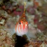 PP07-M2285: Hawkfish