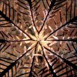 WK03-0285: Center of a Feather Star