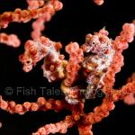 SU08-C1753:  Pygmy Seahorses