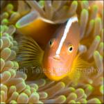 SU08-M0334: Skunk Anemonefish