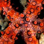 WK03-0072: Sea Star