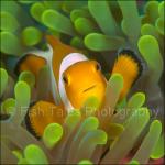 WK05-M1331: False Clown Anemonefish