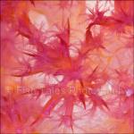 SU08-C1179: Soft Coral