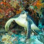 WK05_C1743: Green Sea Turtle