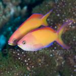 SU08-M1036: Anthias