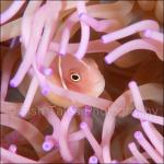 WK05-C0332: Pink Anemonefish