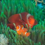 SU06-M1701:  Spinecheek Anemonefish