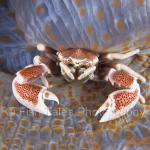 SU04-0126:  Anemone Crab